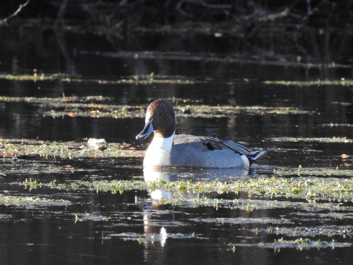 Northern Pintail - ML188163901