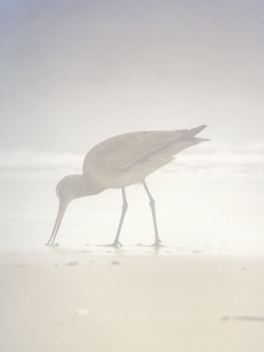 Hudsonian Godwit - ML188165151