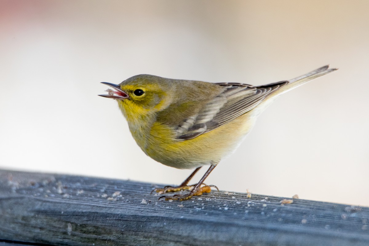 Pine Warbler - Sue Barth