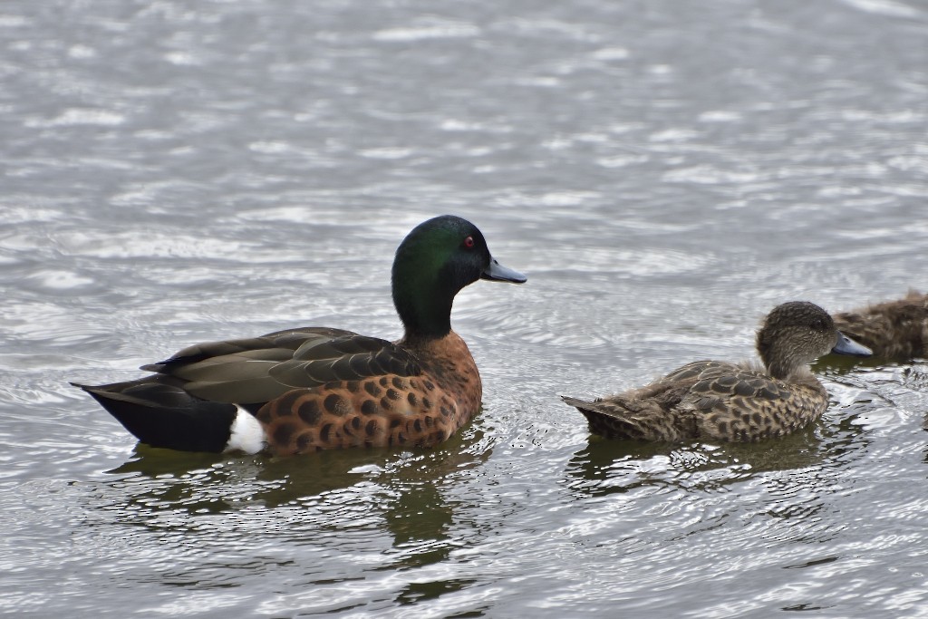 Chestnut Teal - Anthony Katon