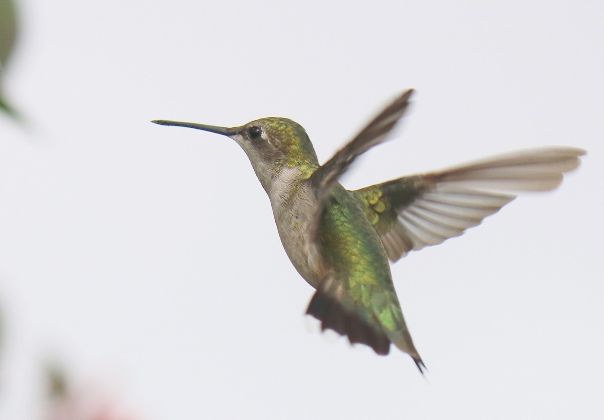 Ruby-throated Hummingbird - Roberta Blair