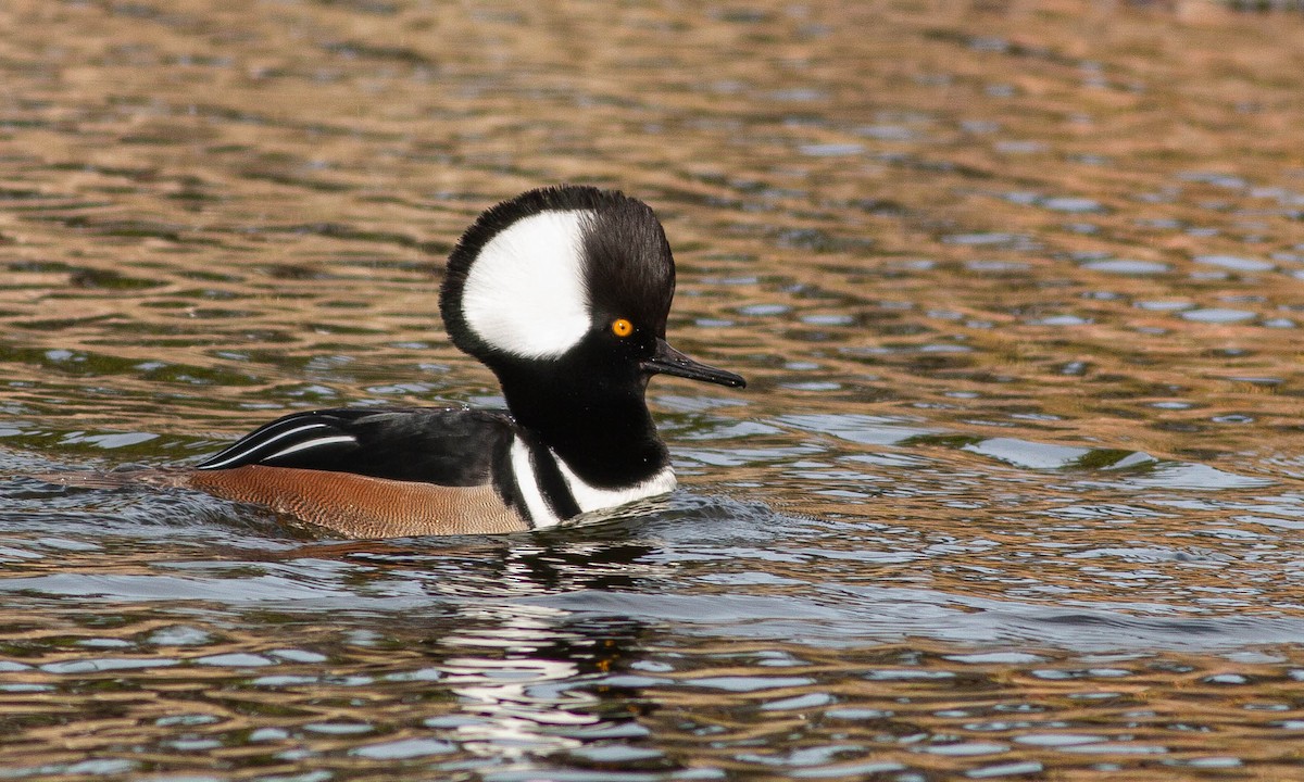 Hooded Merganser - ML188167531