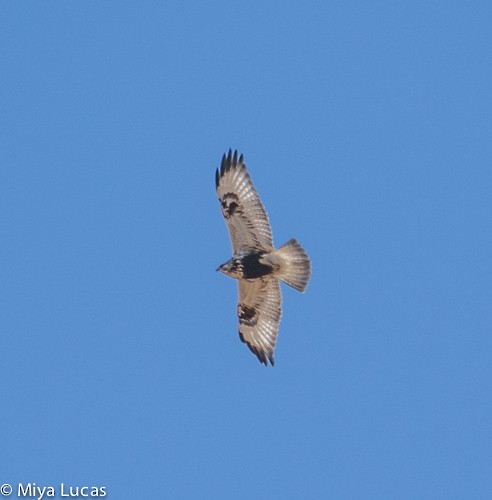 Rough-legged Hawk - ML188167581