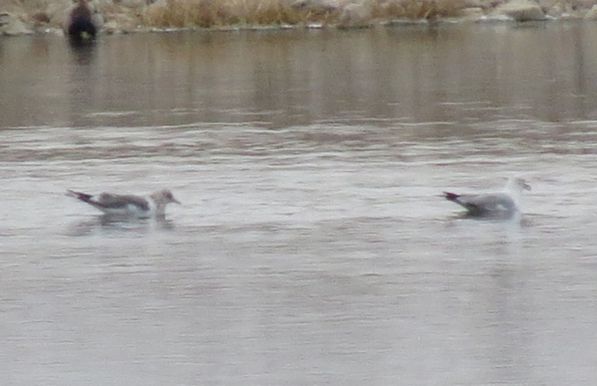 Gaviota de Alaska - ML188168131