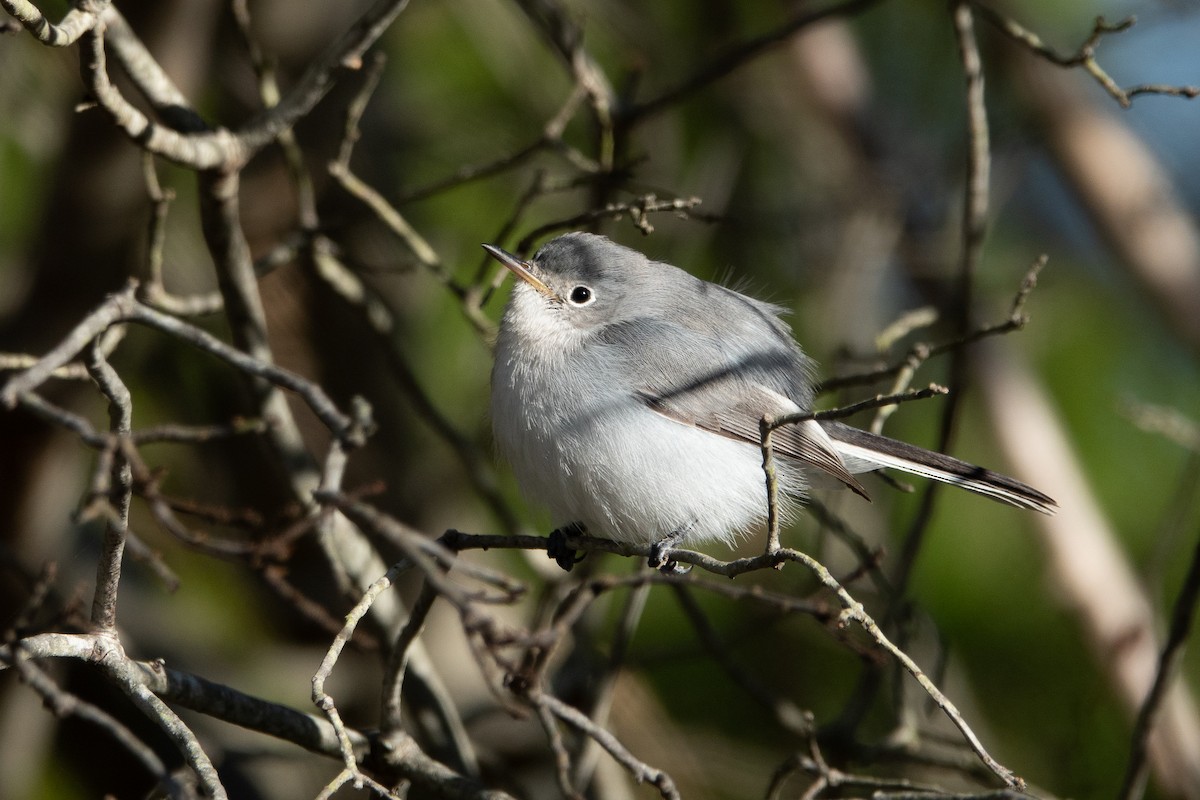 Gobemoucheron gris-bleu - ML188168761
