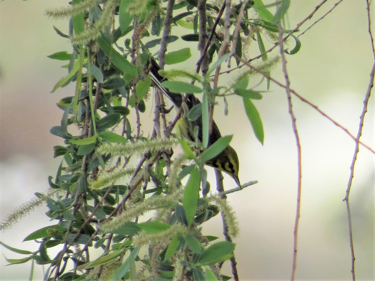 Prairie Warbler - Brian Daniels