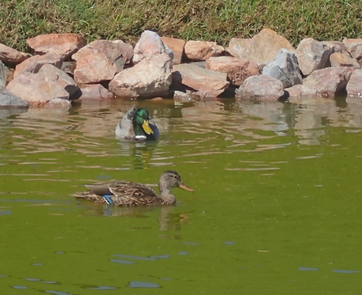 Canard colvert ou C. du Mexique - ML188169701