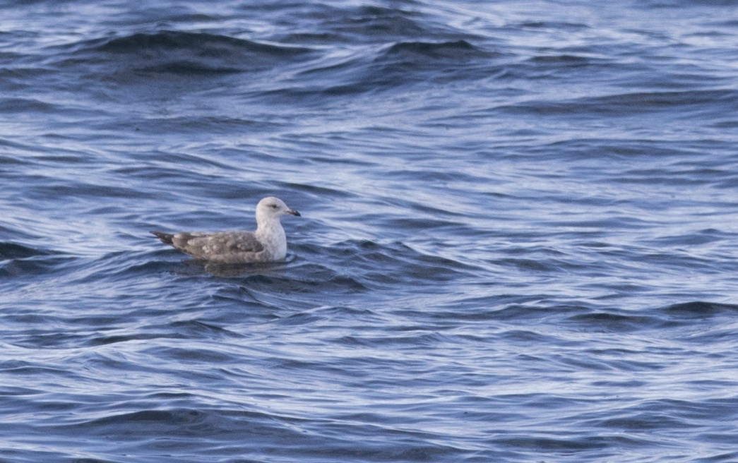 Larus sp. (white-winged gull sp.) - ML188173271