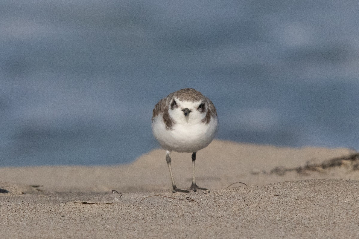 Snowy Plover - ML188174411