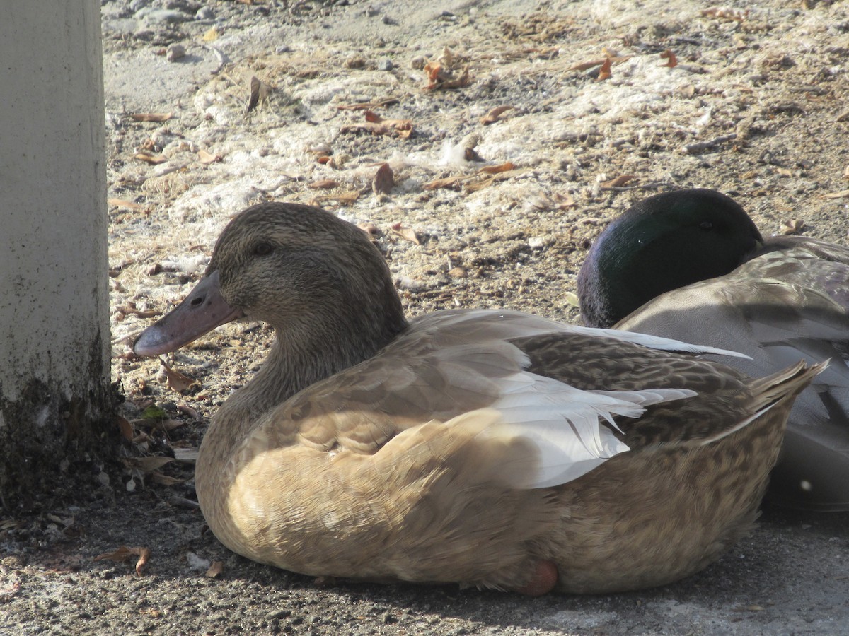Mallard (Domestic type) - ML188178941