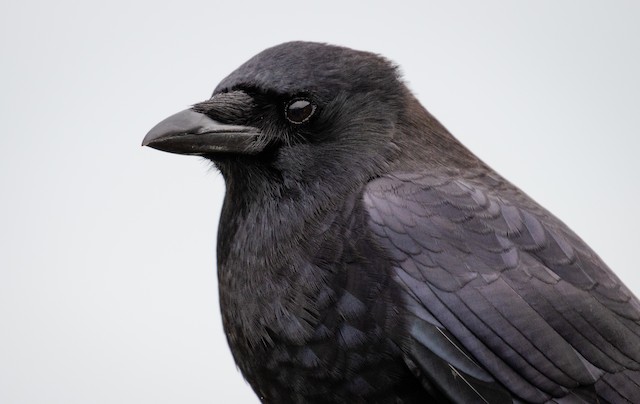 Goodbye Northwestern Crow, Hello American Crow - eBird Alaska