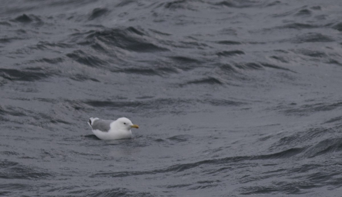 white-winged gull sp. - Nick Hajdukovich