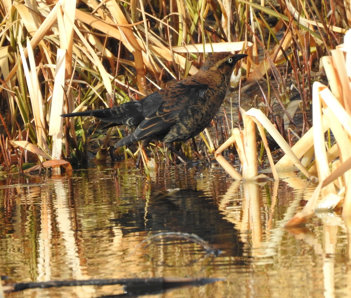 Rusty Blackbird - ML188180911