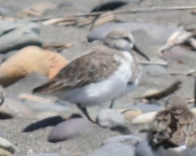 Western Sandpiper - ML188180931