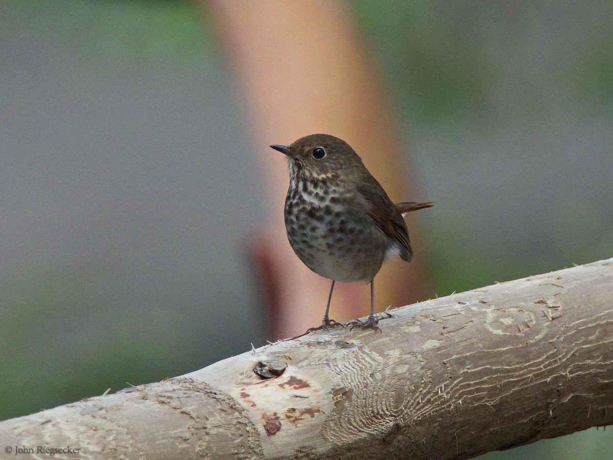Hermit Thrush - ML188183691