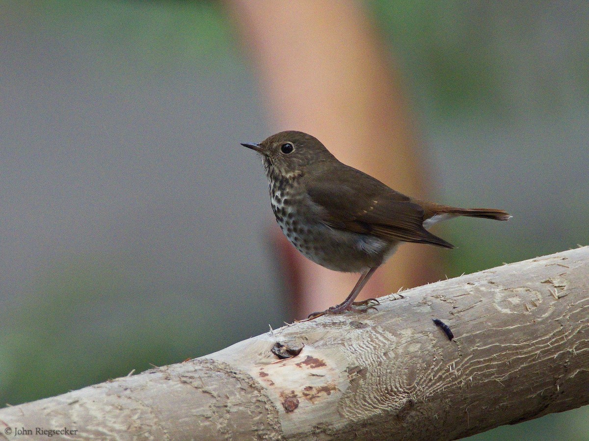 Hermit Thrush - ML188183761