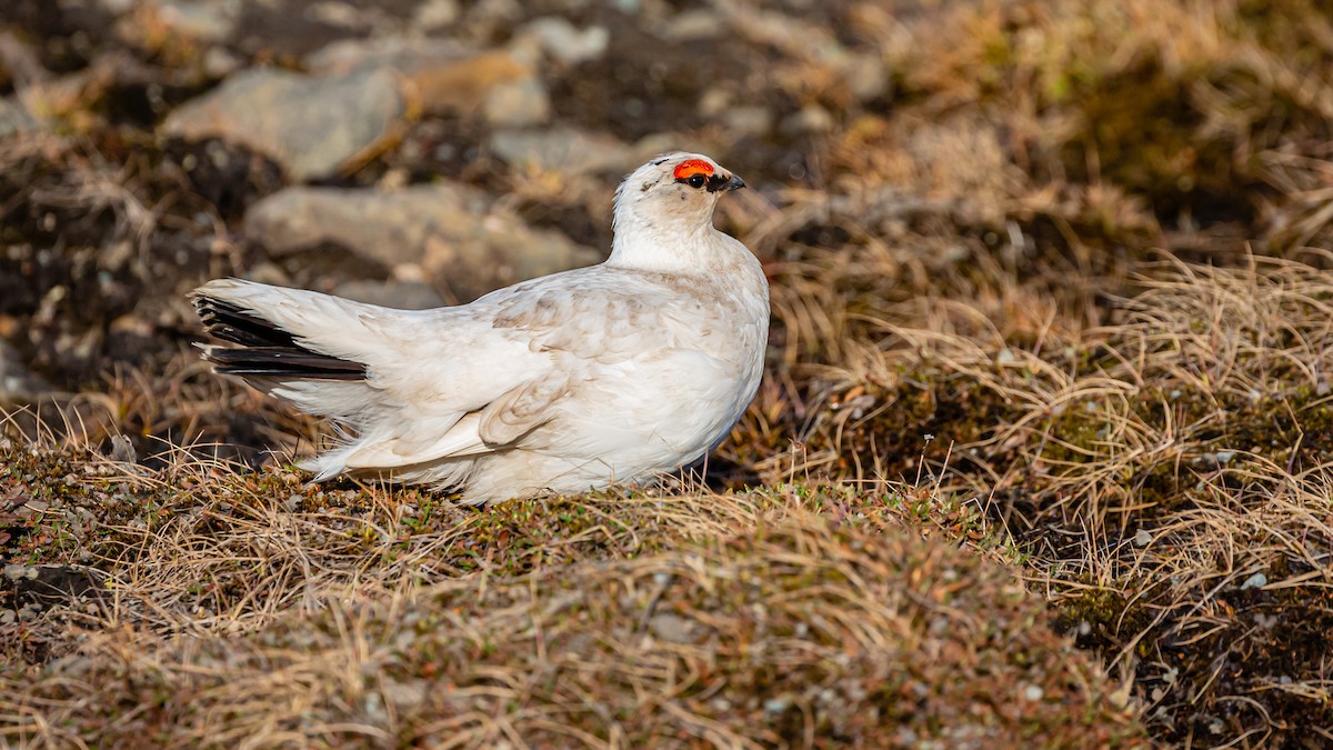 ライチョウ - ML188186571