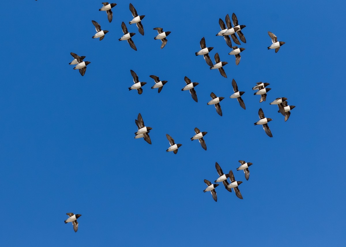 Dovekie - ML188188121