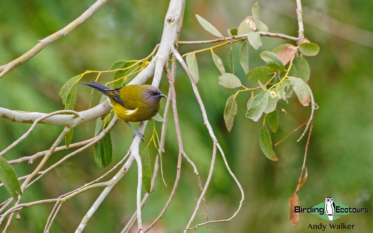 New Zealand Bellbird - ML188190031