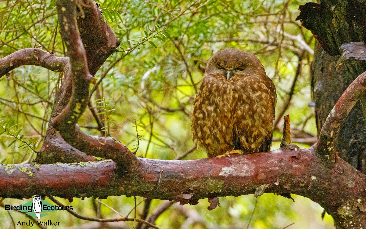 Morepork - ML188191421