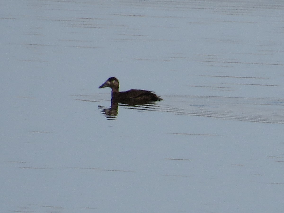 Surf Scoter - Christine Alexander