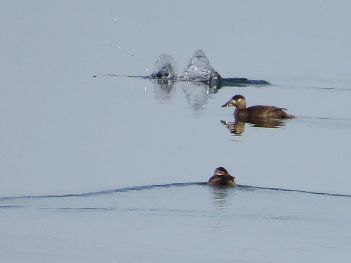 Surf Scoter - Christine Alexander