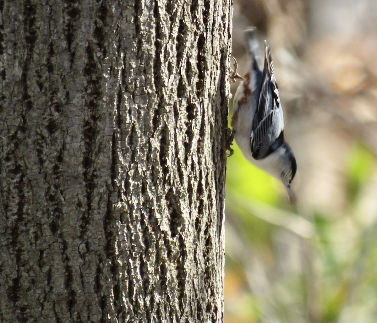 White-breasted Nuthatch - ML188193521