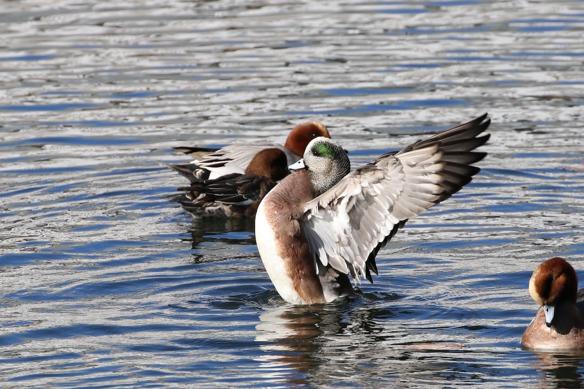 American Wigeon - Atsushi Shimazaki