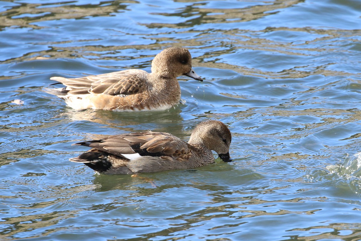 Gadwall - Atsushi Shimazaki