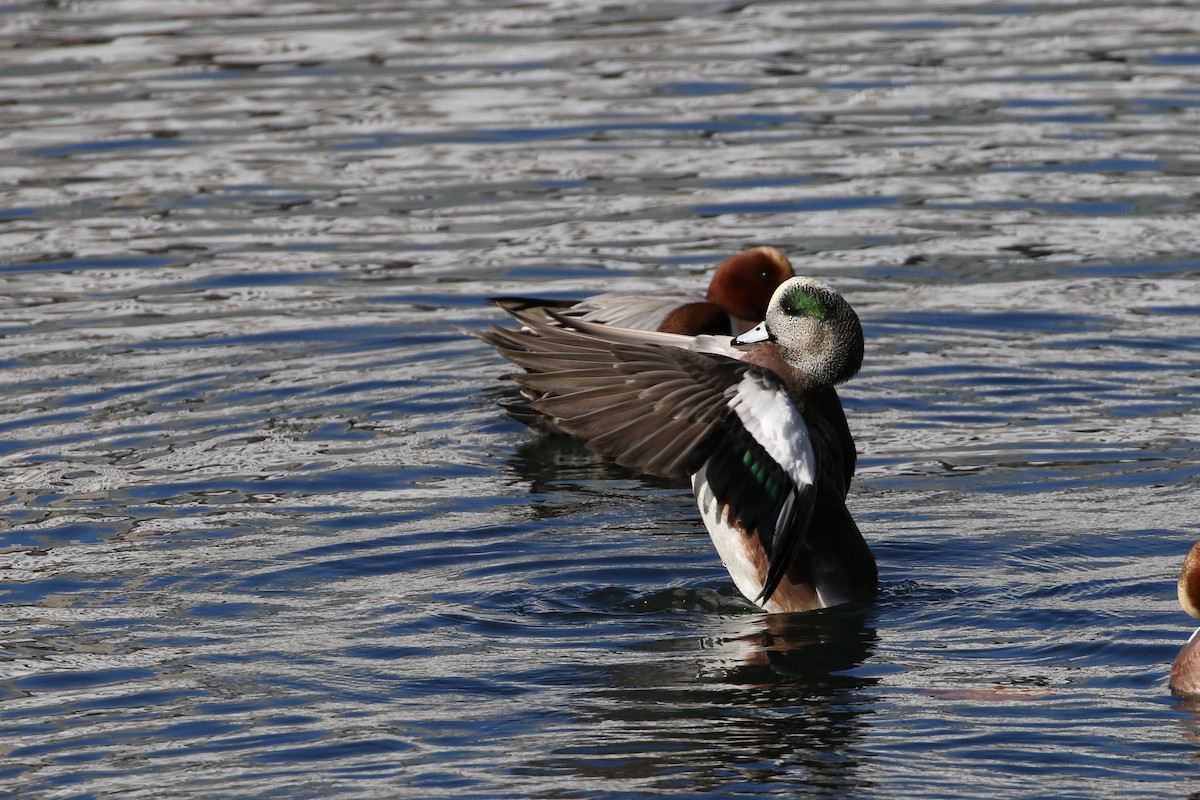 American Wigeon - ML188194161