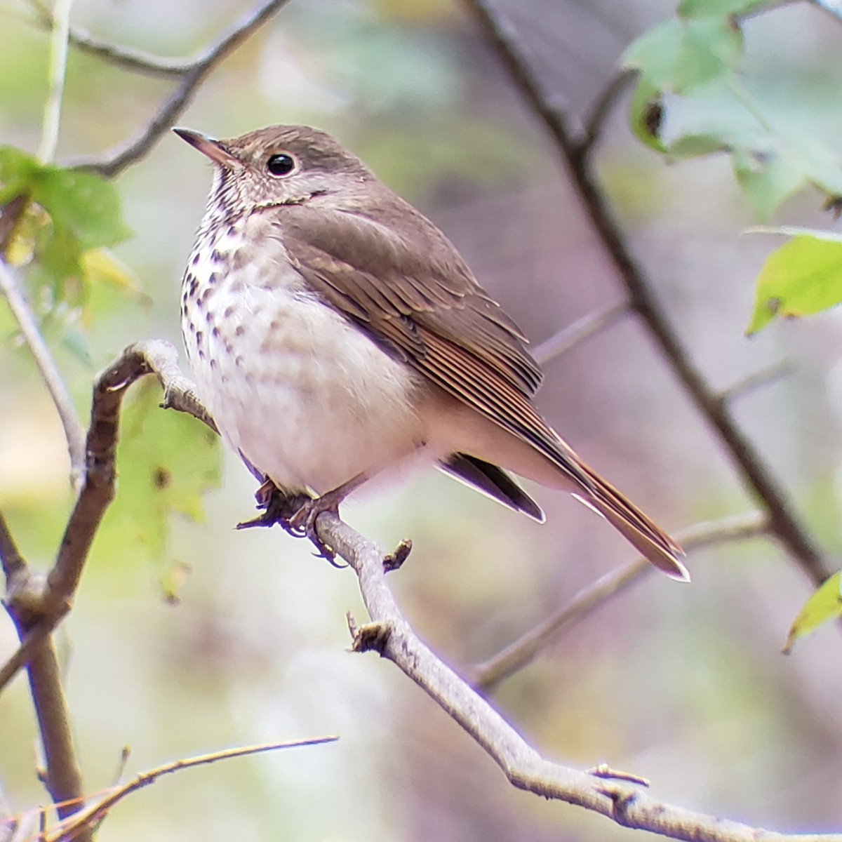 Hermit Thrush - ML188194771