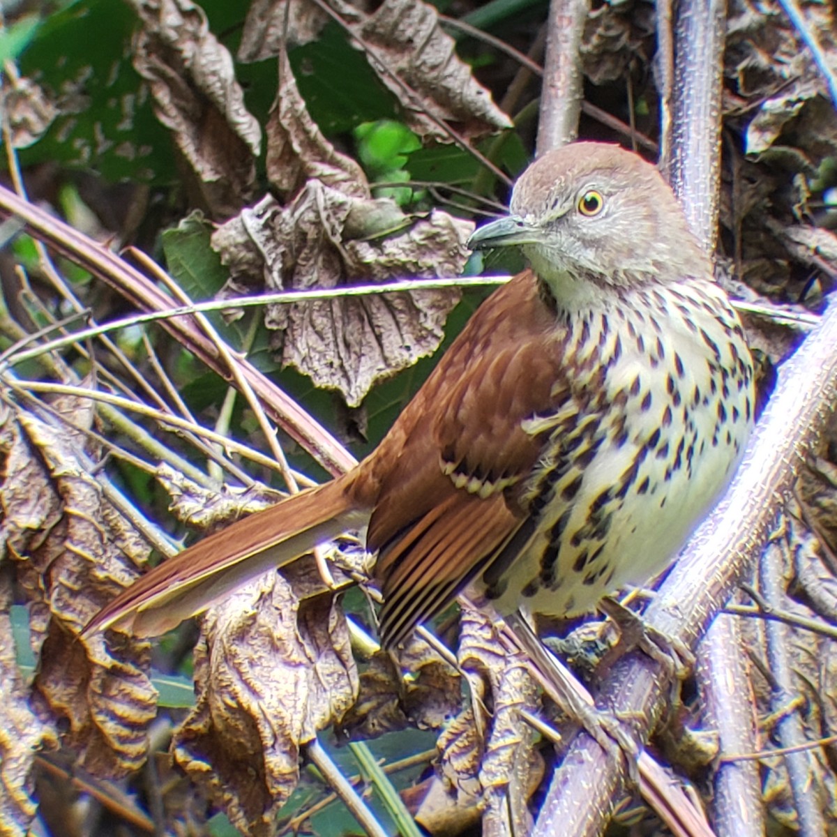 Brown Thrasher - Matthew Krawczyk