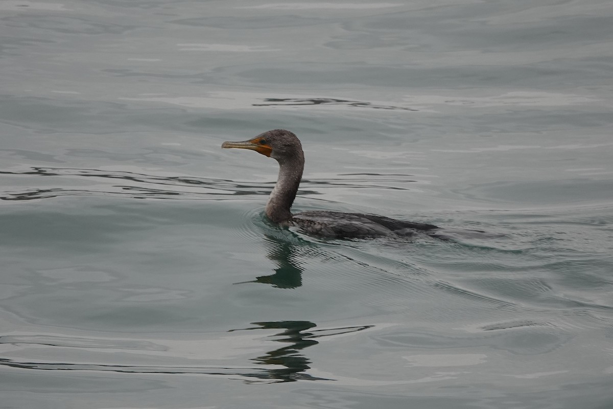 Double-crested Cormorant - ML188196851