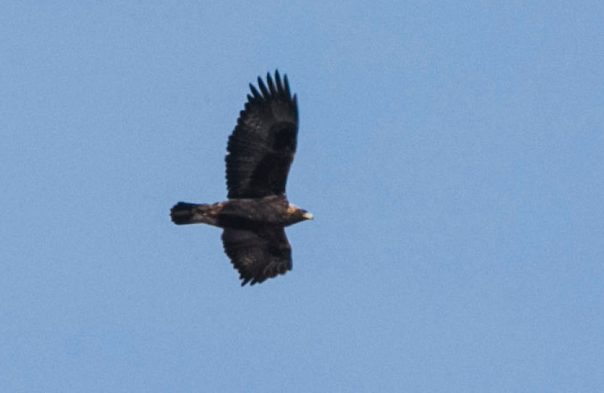 Golden Eagle - Brandon Holden