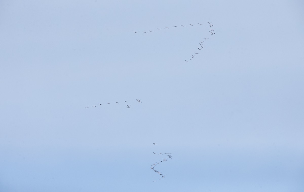 Sandhill Crane - Brandon Holden