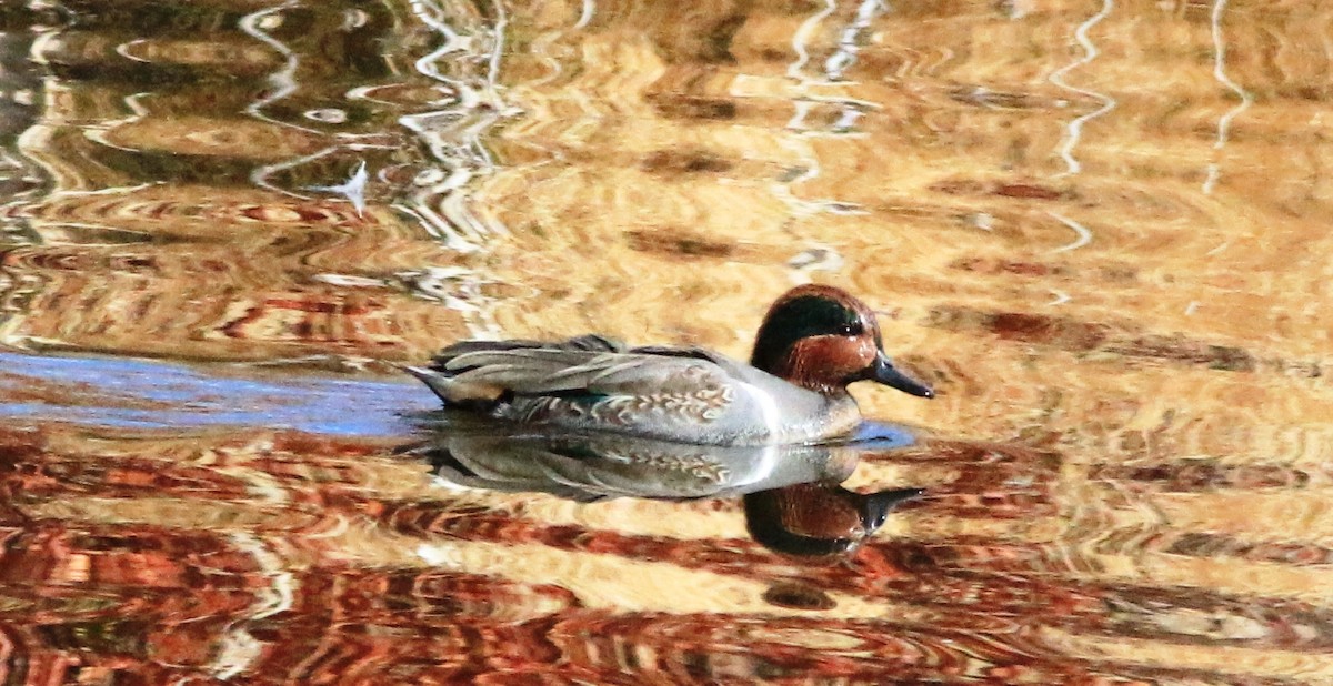 Green-winged Teal - ML188197781