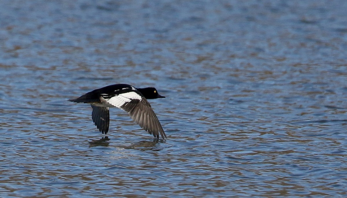 Common Goldeneye x Hooded Merganser (hybrid) - Jay McGowan