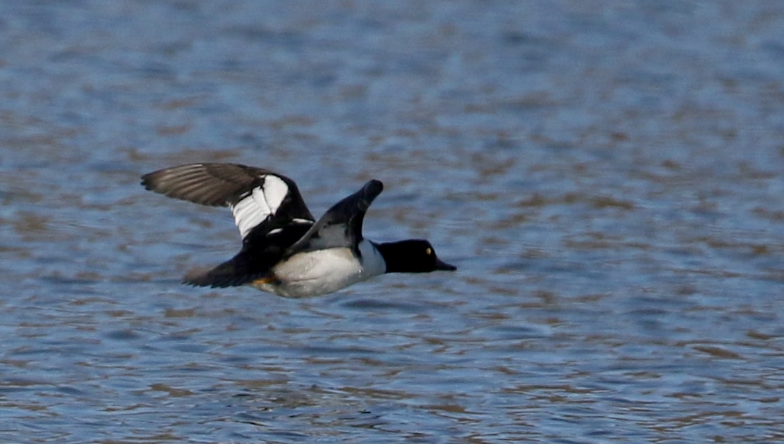 Common Goldeneye x Hooded Merganser (hybrid) - Jay McGowan