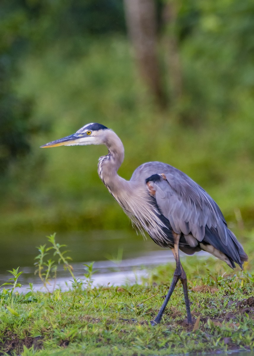 Great Blue Heron - ML188199591