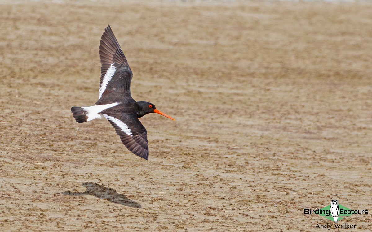 South Island Oystercatcher - ML188199781