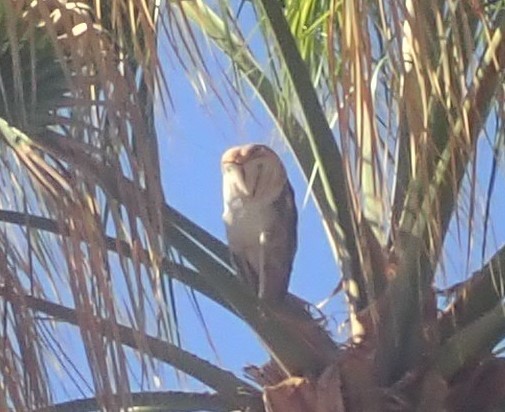 Barn Owl - ML188201251