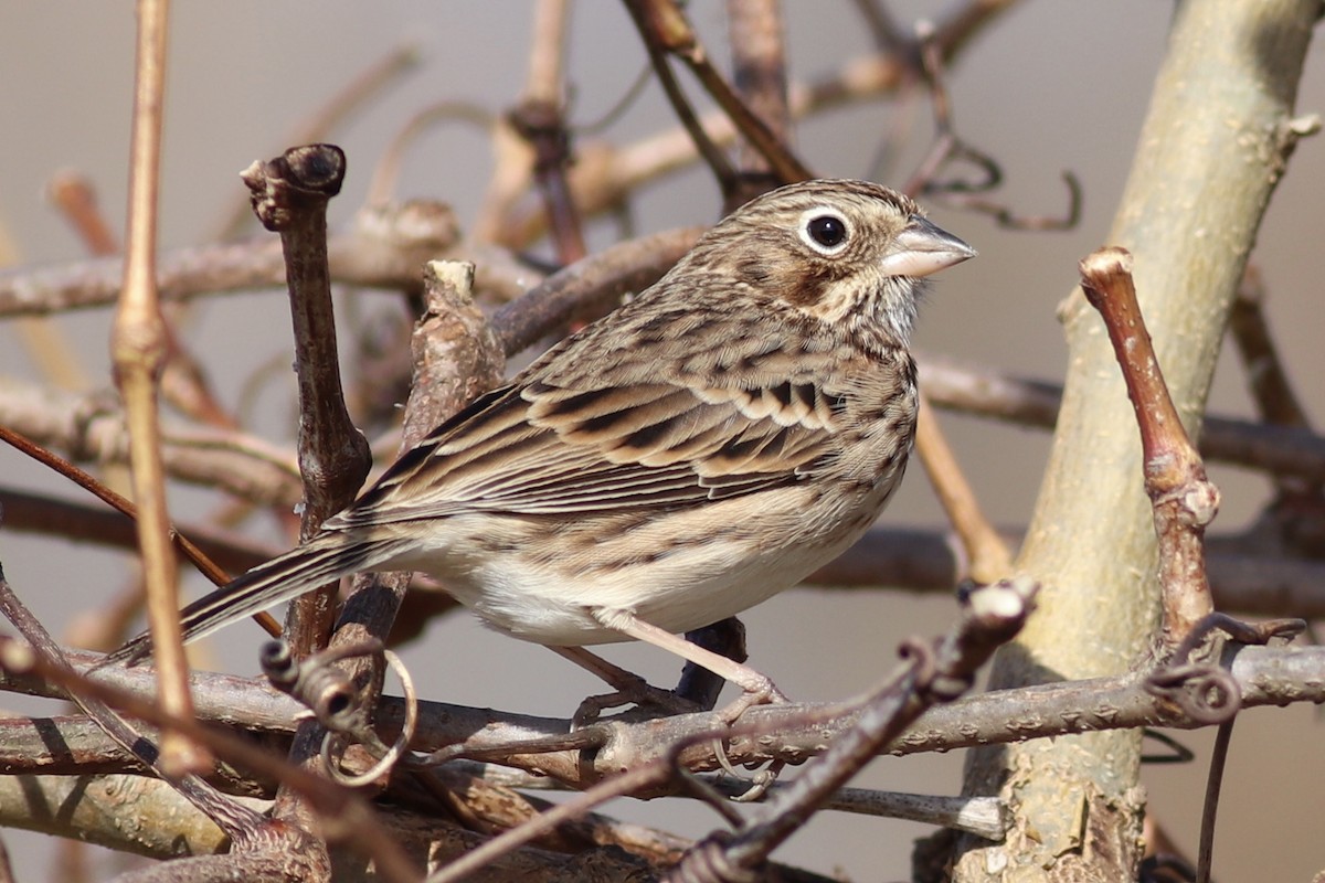 Vesper Sparrow - Andrew Marden