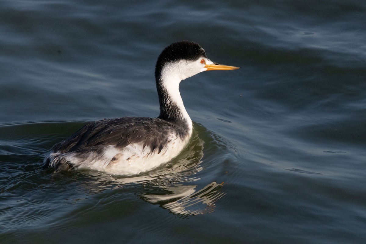 Clark's Grebe - ML188202721