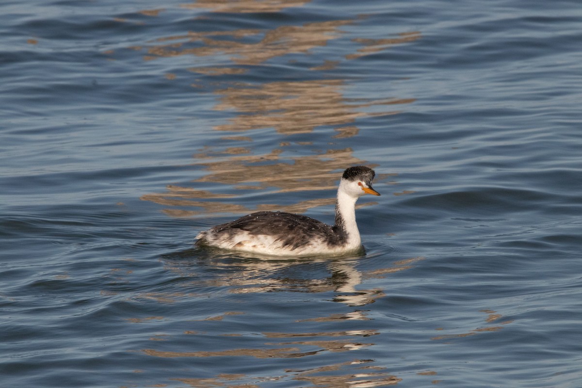 Clark's Grebe - ML188202801