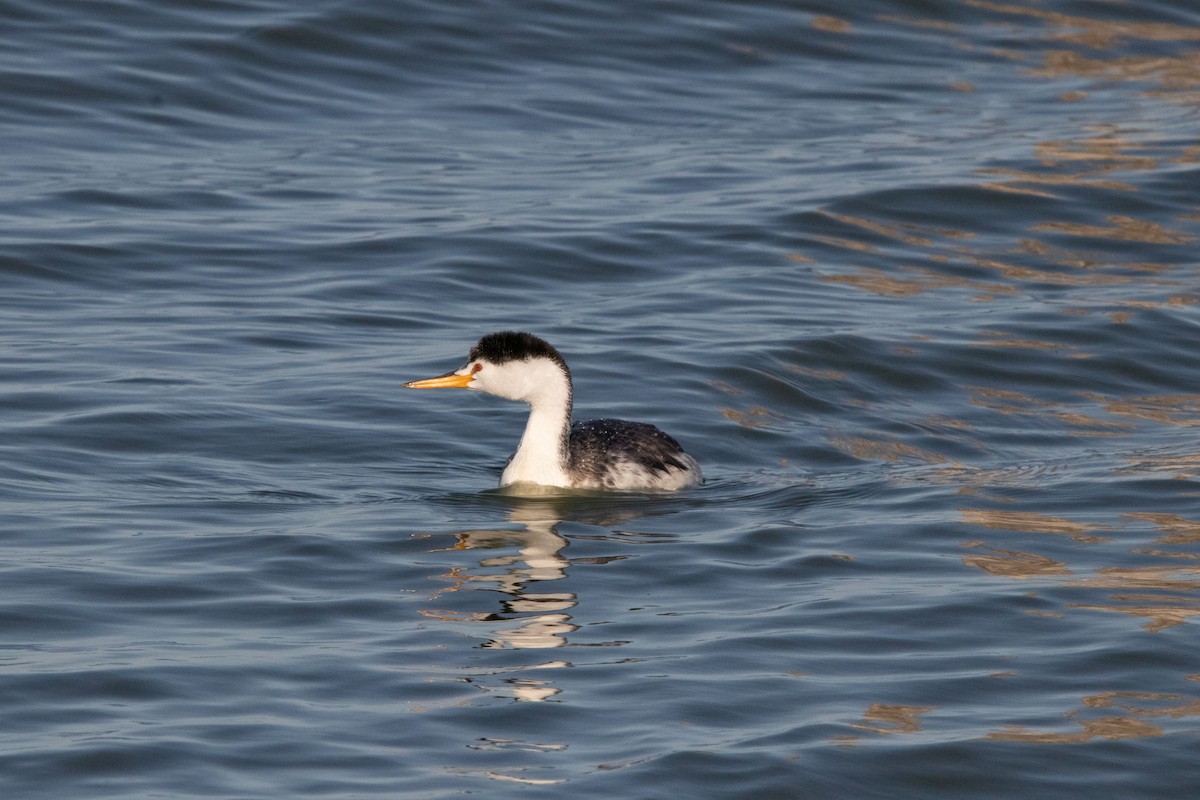 Clark's Grebe - ML188202901