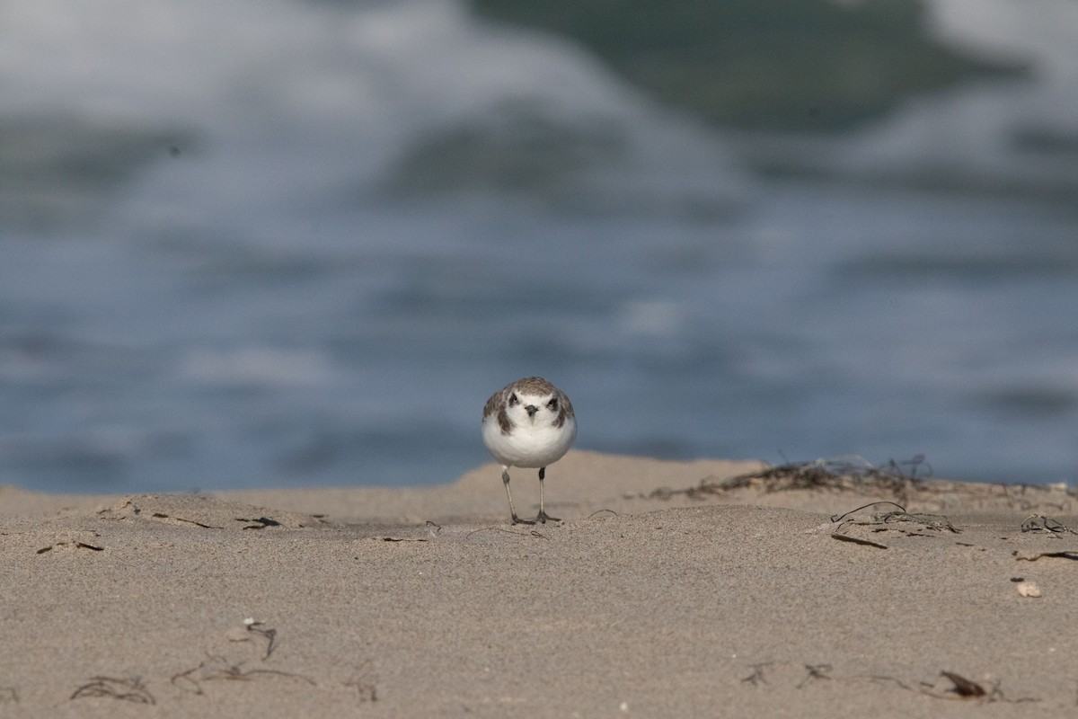 Snowy Plover - ML188202921