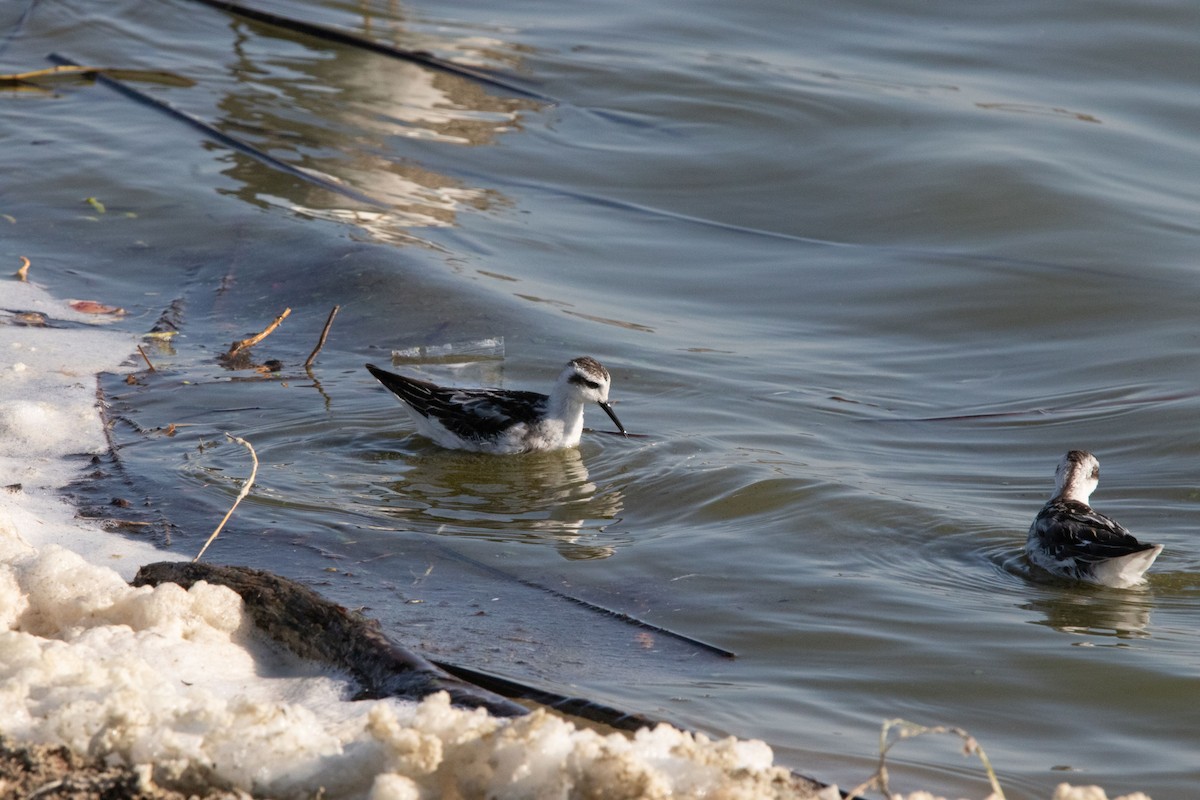 Red-necked Phalarope - Conor McMahon