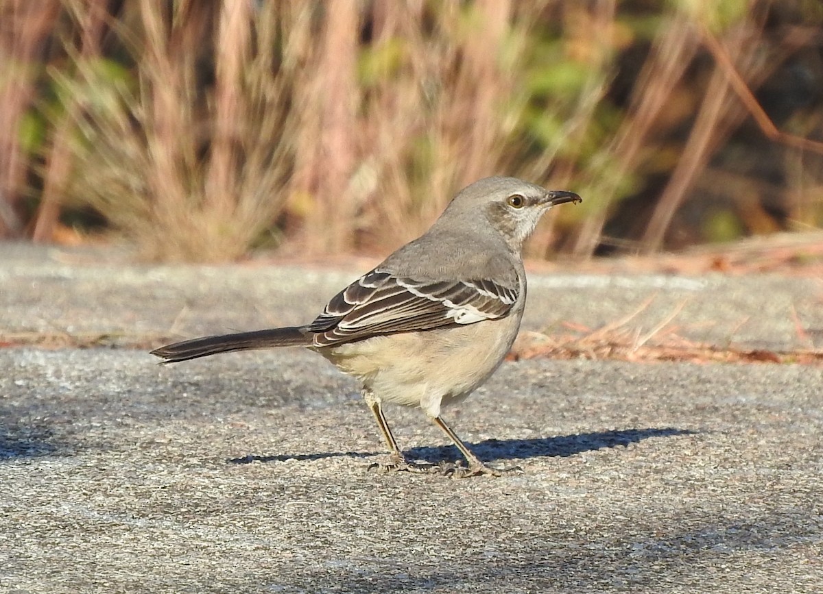 Northern Mockingbird - ML188206191