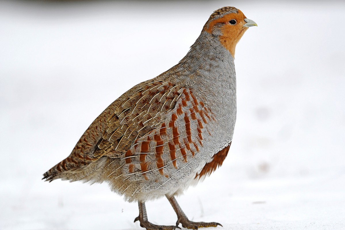 Gray Partridge - ML188206251