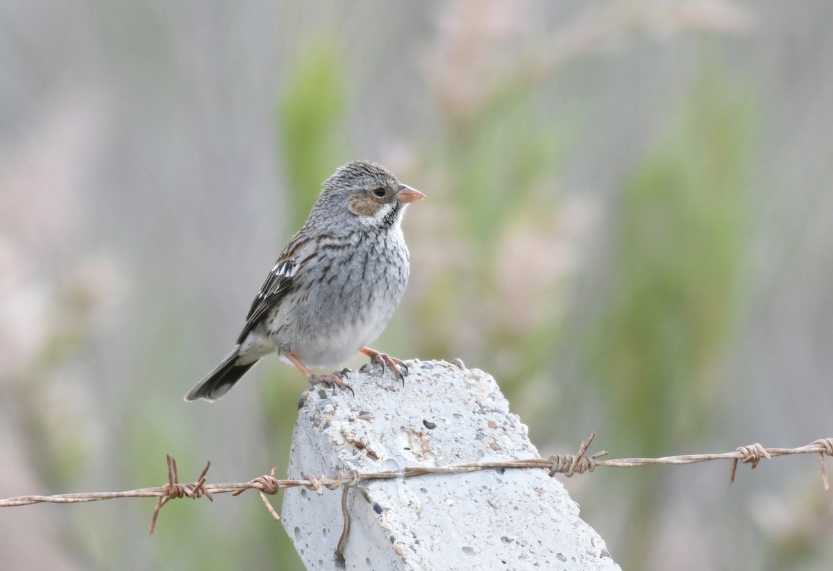 Mourning Sierra Finch - ML188207891